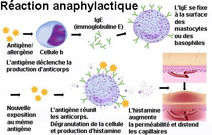 pyocef|Présentation des réactions allergiques .